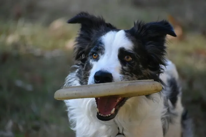 These 40 Sneaky Pets Knew Exactly What They Were Doing, And It’s Equal Parts Genius And Evil