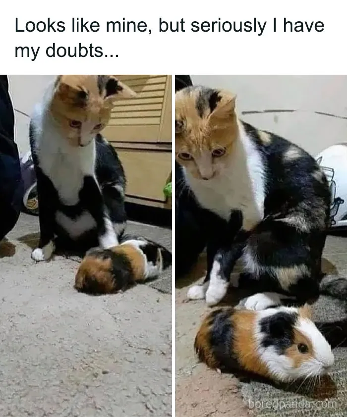 Can't Quite Put My Paw On It 