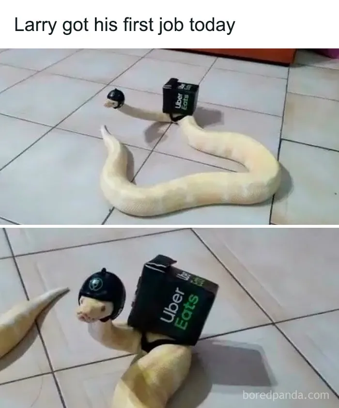 Snake dressed as a delivery driver with Uber Eats box and helmet, showcasing animals being their hilarious selves.