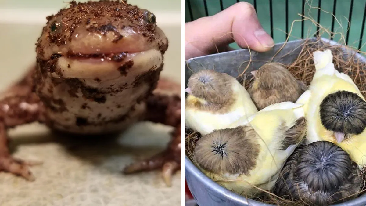 50 Absurd And Funny Animal Pics To Brighten Up Your Mood
