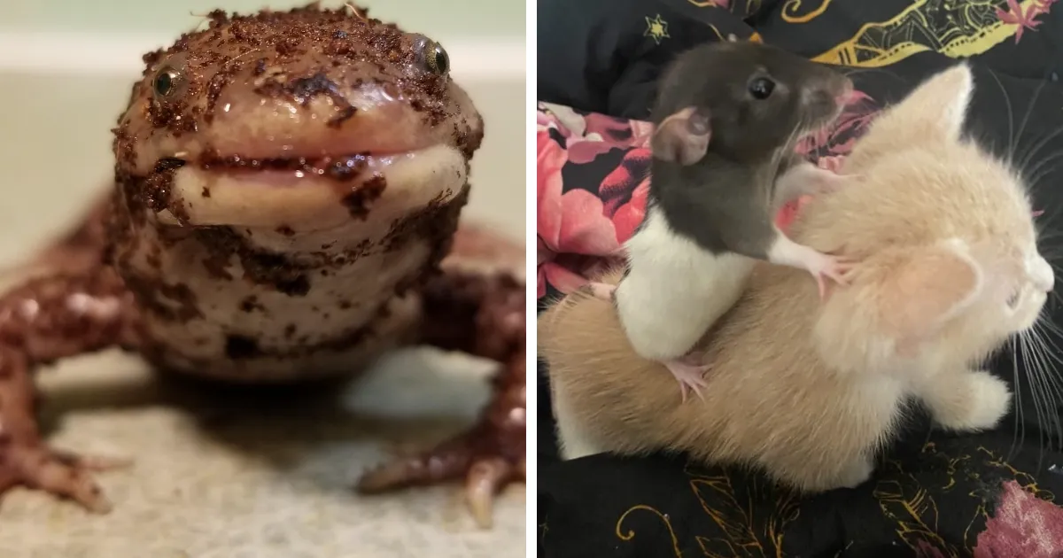 38 Fotos divertidas y absurdas de animales para alegrarte el día