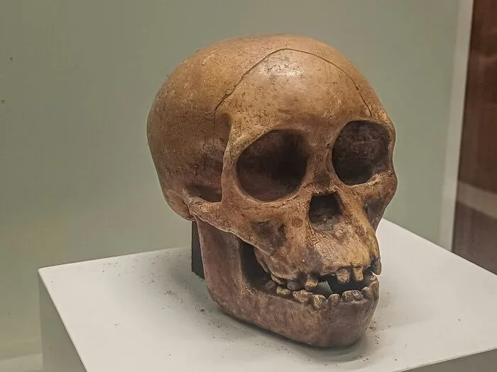 La razón por la que consideramos a los neandertales encorvados y degenerados es que el primer esqueleto que se encontró era artrítico
