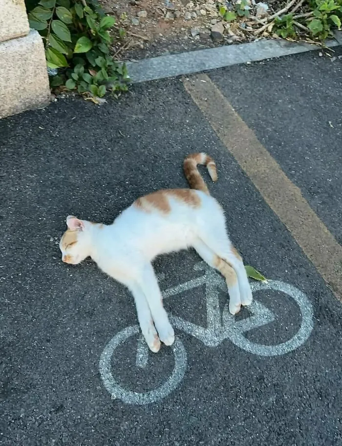 30 Unexpected Animal Moments Caught On Camera In The Streets, As Shared On This Instagram Page