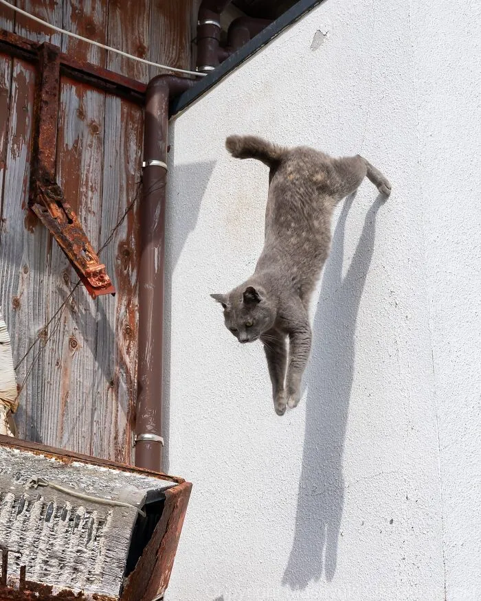 34 Pictures Of Unique Personalities Of Stray Cats As Captured By This Japanese Photographer (New Pics)