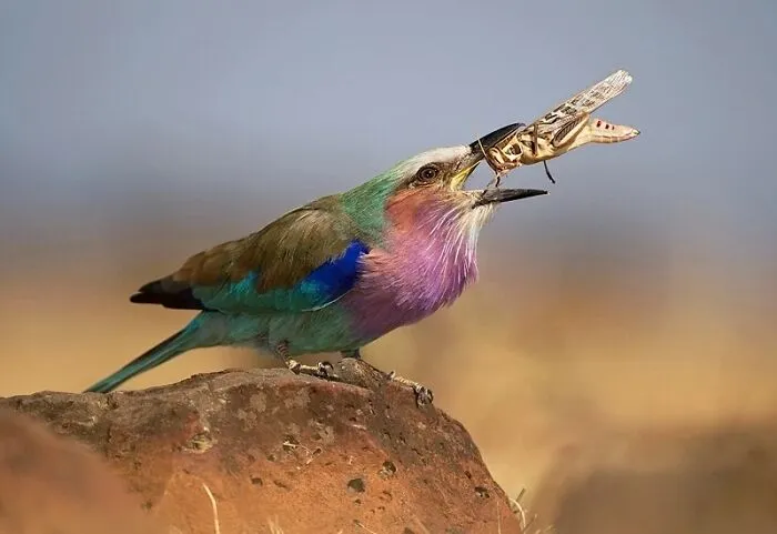 Colorful bird with vibrant plumage catching an insect, a stunning wildlife photo showcasing the beauty of nature.