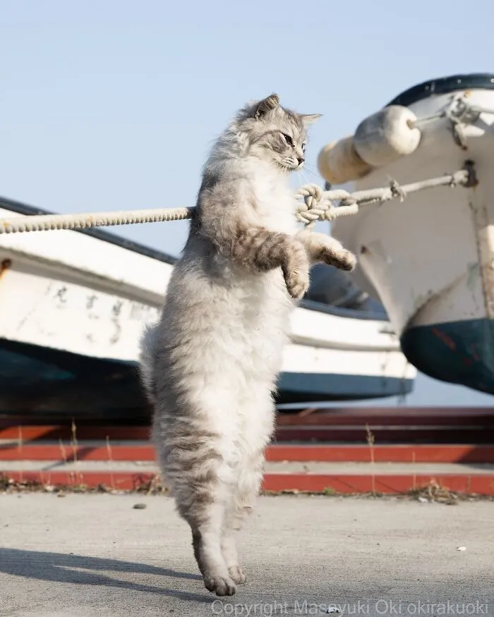 34 Pictures Of Unique Personalities Of Stray Cats As Captured By This Japanese Photographer (New Pics)