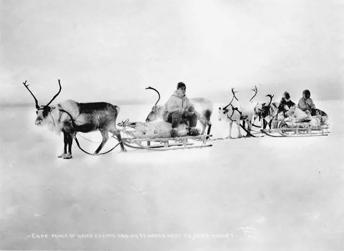 Cape Prince Of Wales Inuit And Reindeer With Sleds Of Reindeer Meat For The Nome Market, Seward Peninsula, Alaska, Between 1900 And 1910
