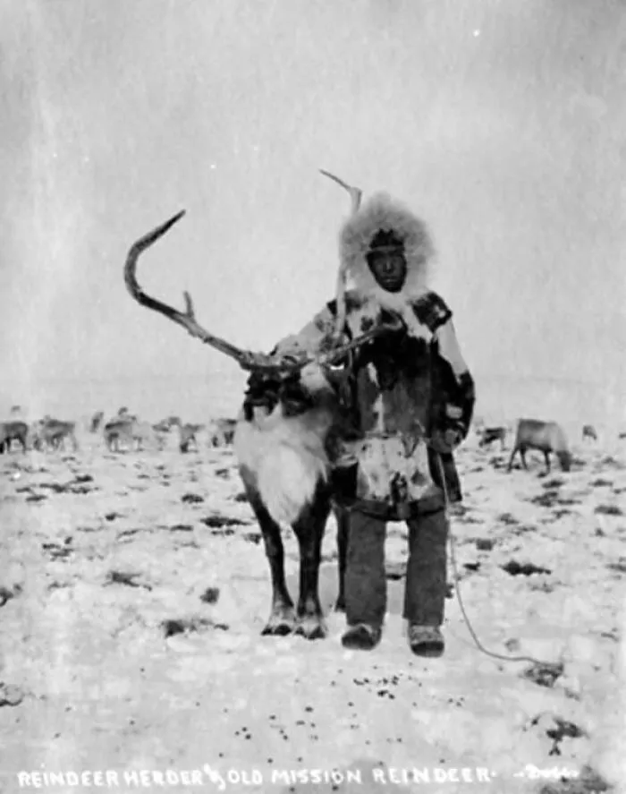 Historic black and white photo of an Inuit reindeer herder standing in snowy landscape with reindeer.