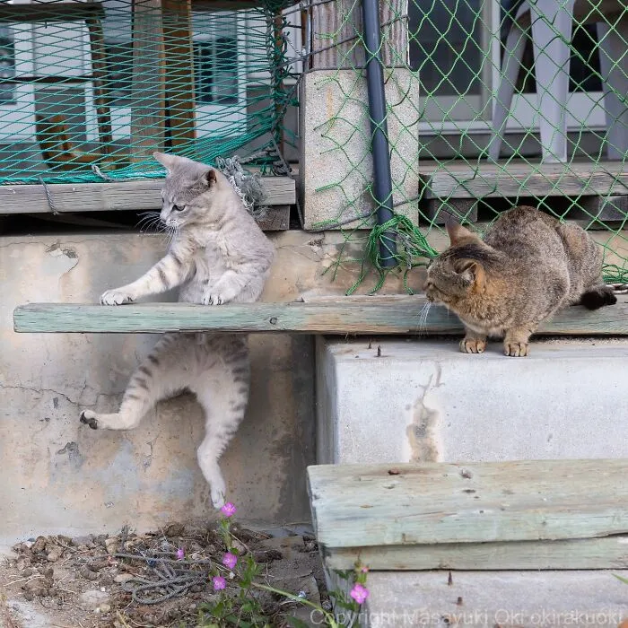 34 Pictures Of Unique Personalities Of Stray Cats As Captured By This Japanese Photographer (New Pics)