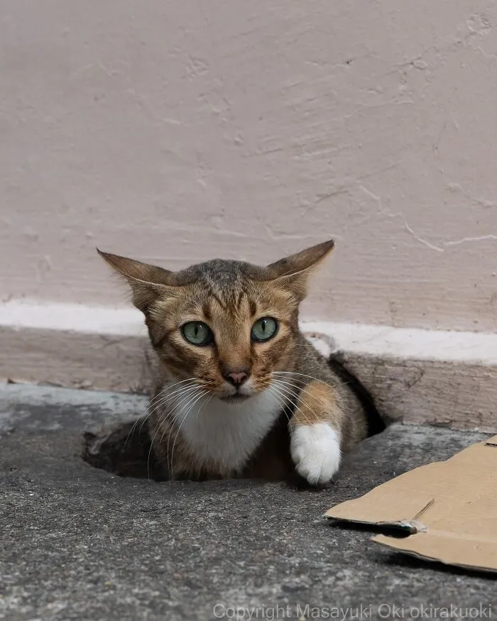 34 Pictures Of Unique Personalities Of Stray Cats As Captured By This Japanese Photographer (New Pics)