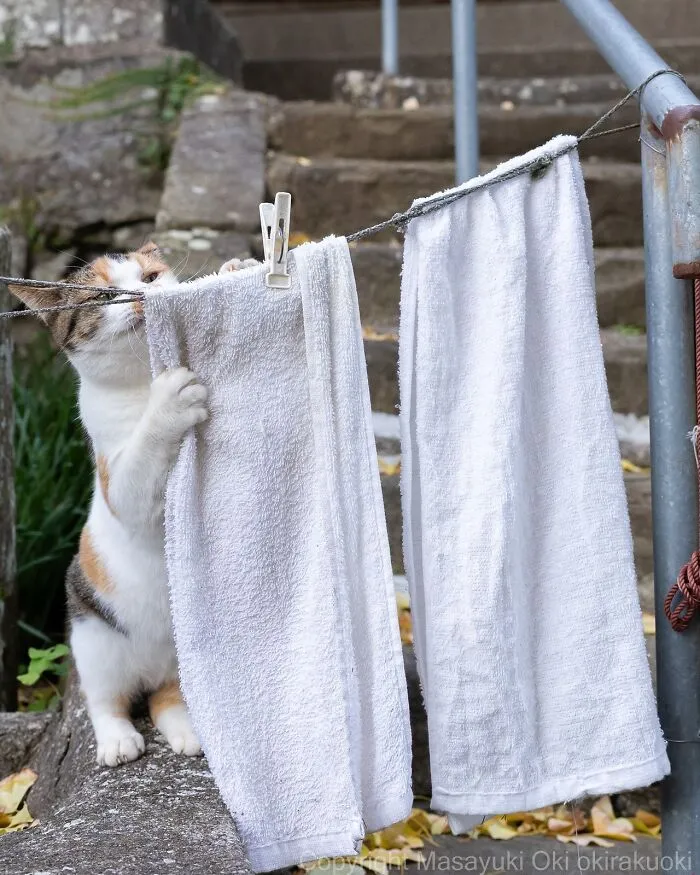 34 Pictures Of Unique Personalities Of Stray Cats As Captured By This Japanese Photographer (New Pics)