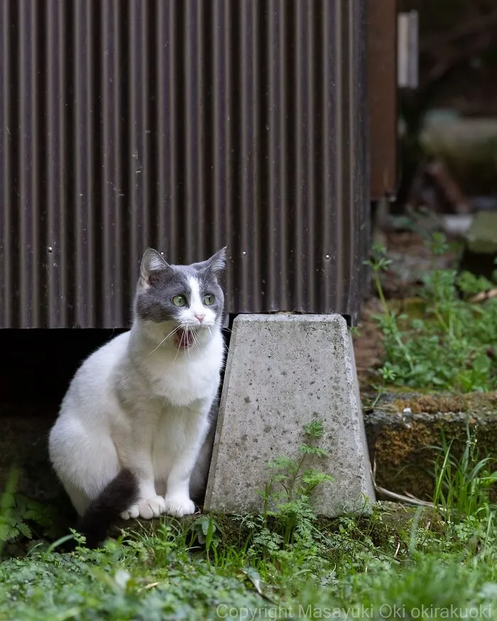 34 Pictures Of Unique Personalities Of Stray Cats As Captured By This Japanese Photographer (New Pics)