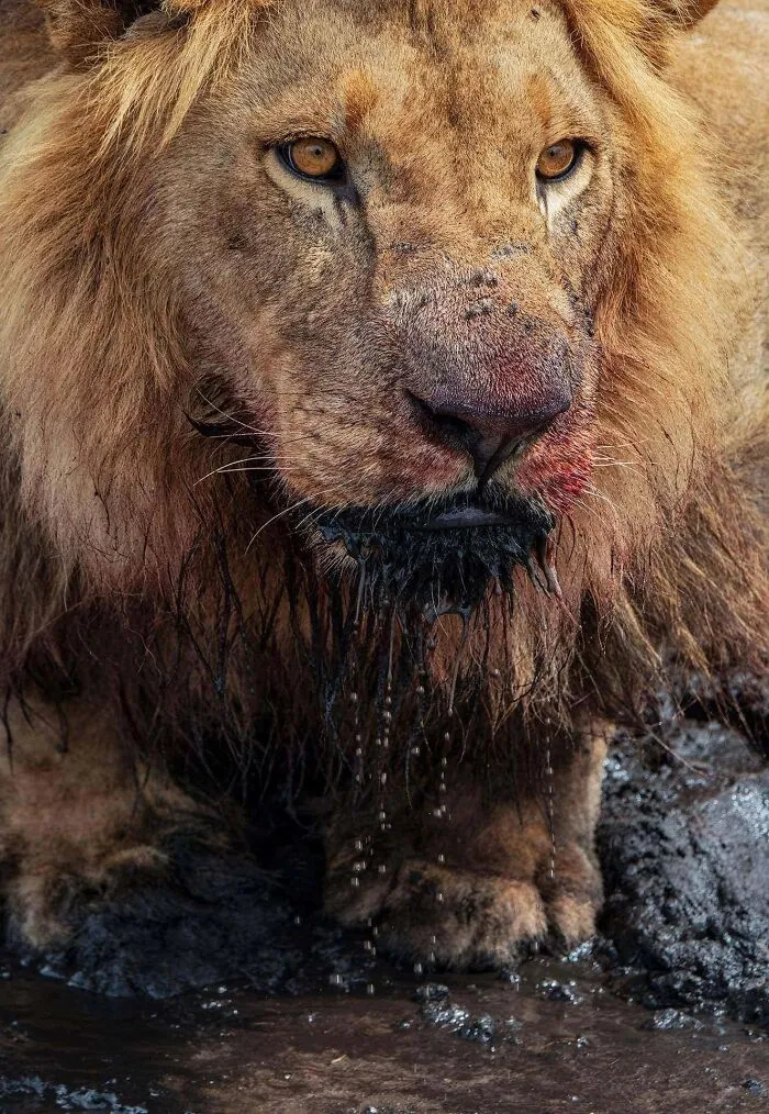Close-up of a lion with a wet, muddy mane captured in a mesmerizing wildlife photo showcasing nature's beauty.