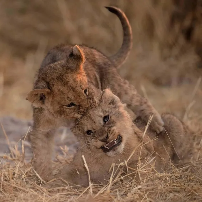 Two lion cubs playfully interacting in dry grass, showcasing mesmerizing wildlife moments and the beauty of nature.