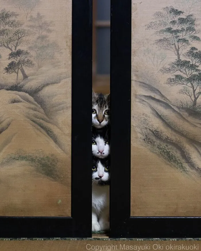 34 Pictures Of Unique Personalities Of Stray Cats As Captured By This Japanese Photographer (New Pics)