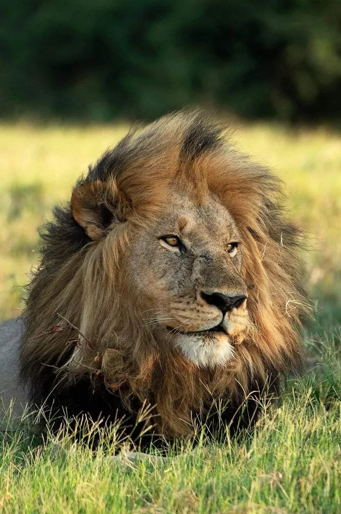 Male lion resting in grass, captured in a mesmerizing wildlife photo showcasing the beauty of nature through Greg Du Toit’s lens.