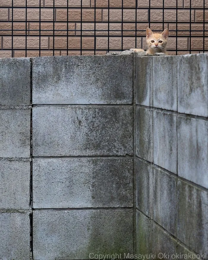 34 Pictures Of Unique Personalities Of Stray Cats As Captured By This Japanese Photographer (New Pics)