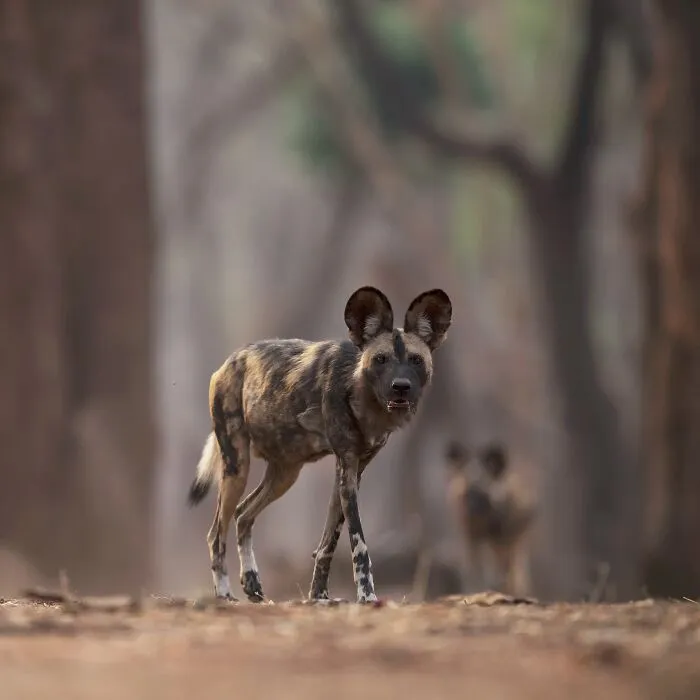 African wild dog standing alert in a blurred forest background captured in a mesmerizing wildlife photo.