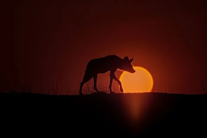 Silhouette of a wild fox walking at sunset in a mesmerizing wildlife photo capturing the beauty of nature.