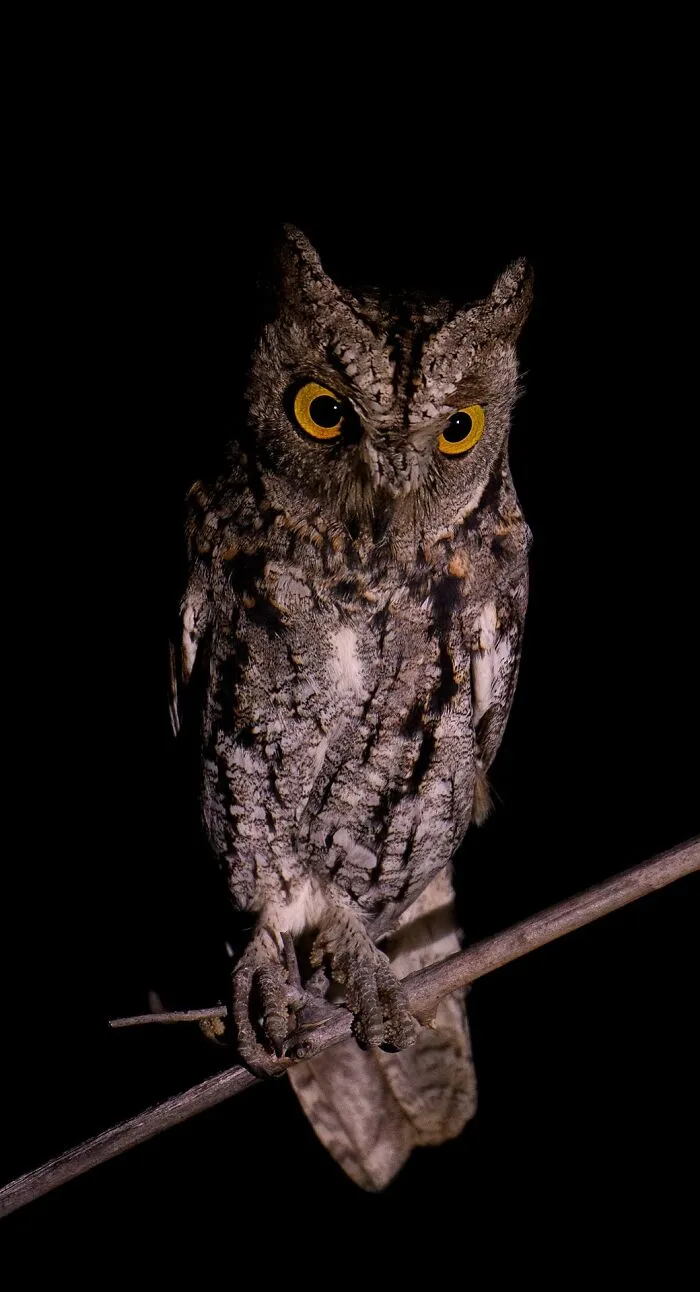 This Photographer Spent Years In The African Wilderness, And These Are 50 Moments He Captured