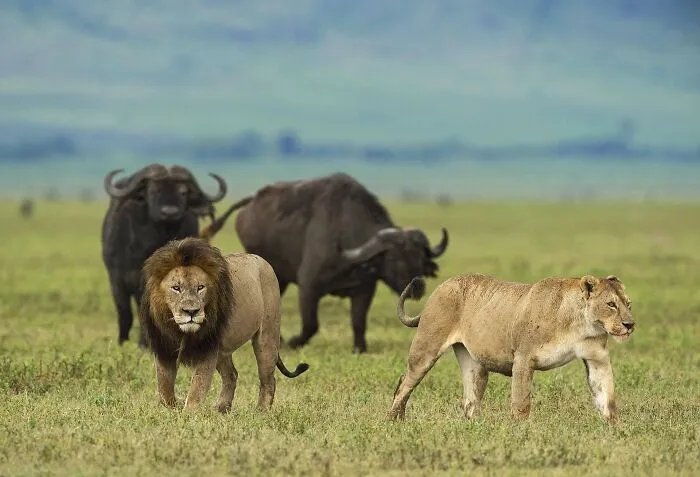 Lion and lioness with buffalo in grassy plain, captivating wildlife photo showcasing the beauty of nature through Greg Du Toit’s lens