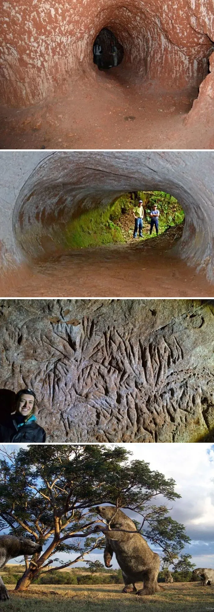 Estos túneles fueron excavados por un perezoso terrestre gigante que vivió hace 10.000 años en Brasil. La tercera foto muestra las marcas de garras.