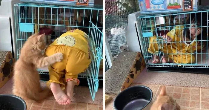 27 Hilarious Moments Caught On Camera, As Shared By “Important Animal Images” (New Pics)