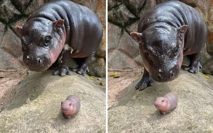 27 Hilarious Moments Caught On Camera, As Shared By “Important Animal Images” (New Pics)