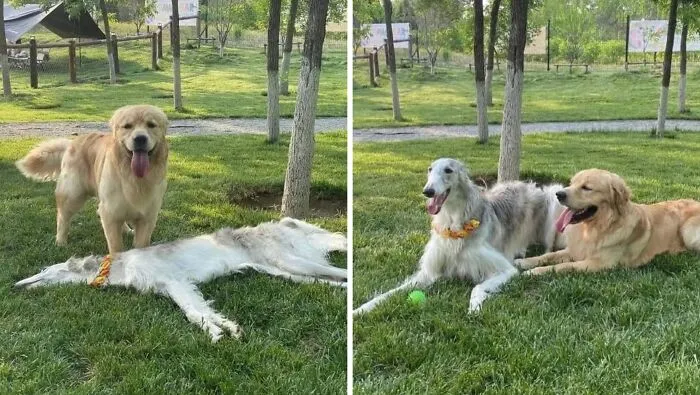 27 Hilarious Moments Caught On Camera, As Shared By “Important Animal Images” (New Pics)