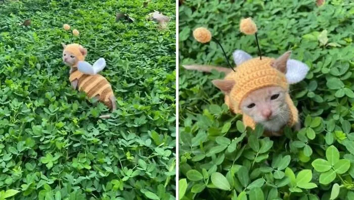 27 Hilarious Moments Caught On Camera, As Shared By “Important Animal Images” (New Pics)