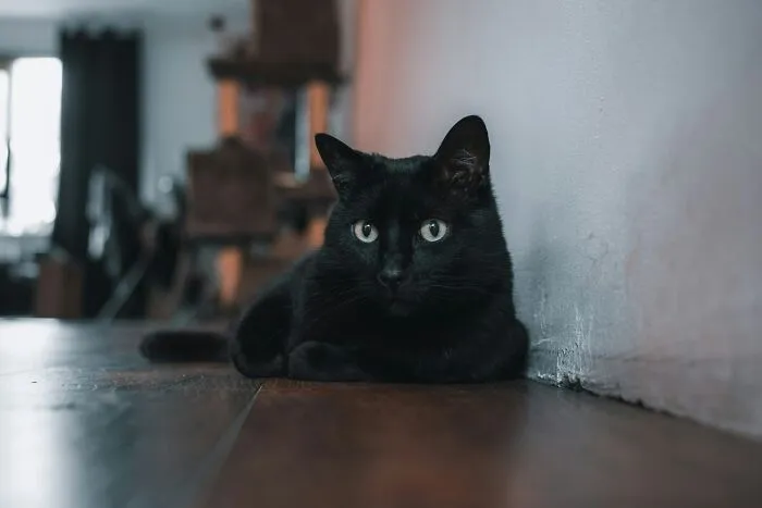 These 40 Sneaky Pets Knew Exactly What They Were Doing, And It’s Equal Parts Genius And Evil