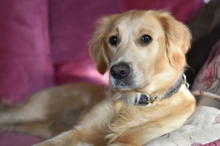 These 40 Sneaky Pets Knew Exactly What They Were Doing, And It’s Equal Parts Genius And Evil