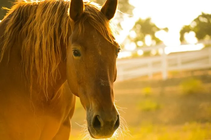 Close-up of a brown horse outdoors at sunset, illustrating rare phobias related to animals and nature.