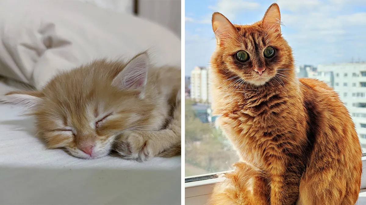 “Cat Grows”: This Group Shares Heartwarming “Then And Now” Photos Of Kittens Turning Into Cats (29 New Pics)