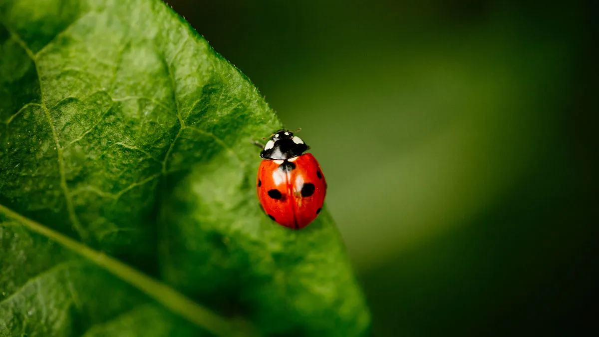 Ladybug: How A Tiny Beetle Became A Universal Good‑Luck Charm