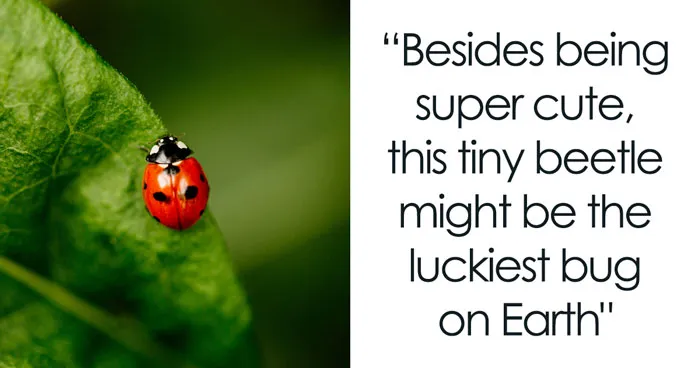 Ladybug: How A Tiny Beetle Became A Universal Good‑Luck Charm