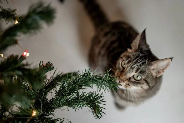 These 40 Sneaky Pets Knew Exactly What They Were Doing, And It’s Equal Parts Genius And Evil
