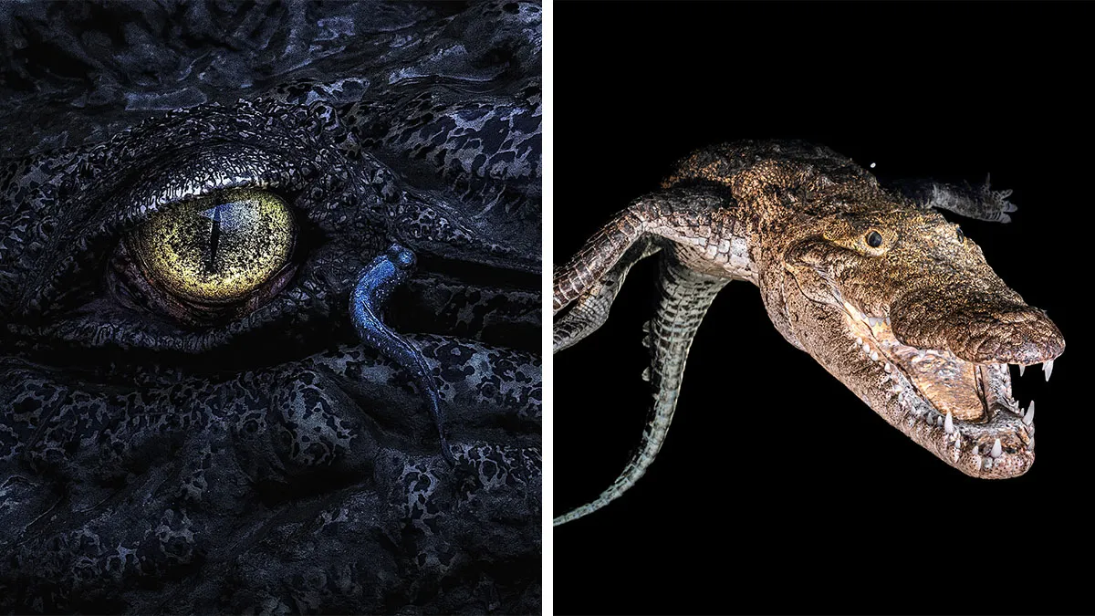 Spectacular Images Of The 2025 Mangrove Photography Awards (45 Pics)