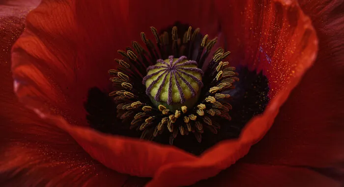 I Captured 11 Macro Shots That Highlight Nature’s Magic