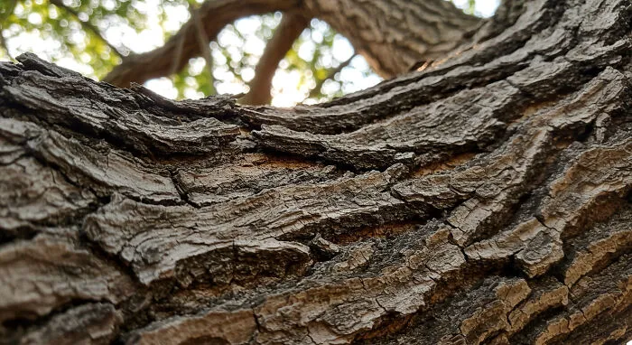 I Captured 11 Macro Shots That Highlight Nature’s Magic