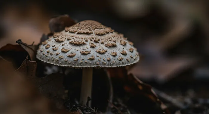 I Captured 11 Macro Shots That Highlight Nature’s Magic