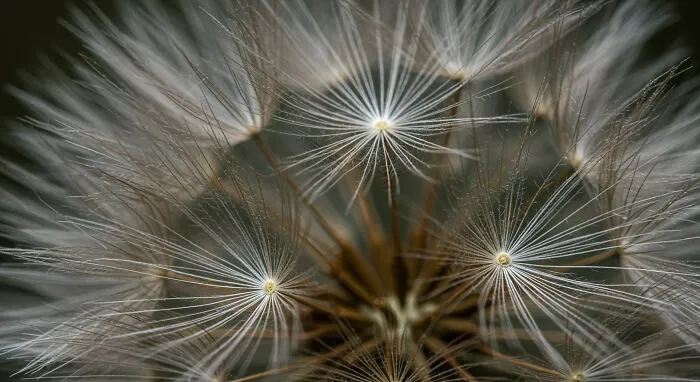 I Captured 11 Macro Shots That Highlight Nature’s Magic