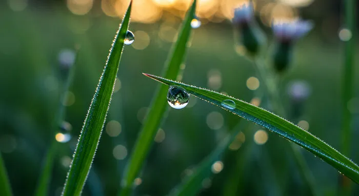 I Captured 11 Macro Shots That Highlight Nature’s Magic