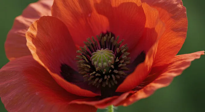 I Captured 11 Macro Shots That Highlight Nature’s Magic