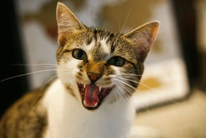 These 40 Sneaky Pets Knew Exactly What They Were Doing, And It’s Equal Parts Genius And Evil