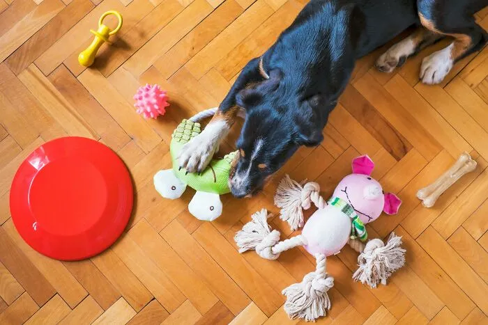 These 40 Sneaky Pets Knew Exactly What They Were Doing, And It’s Equal Parts Genius And Evil