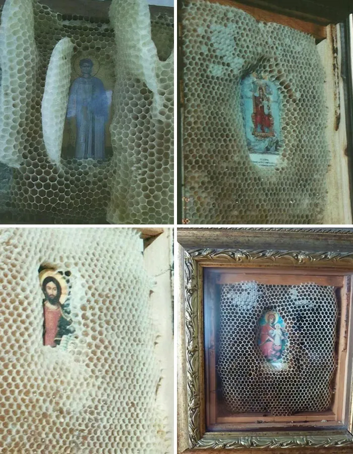 El misterio de las abejas que preservan los iconos