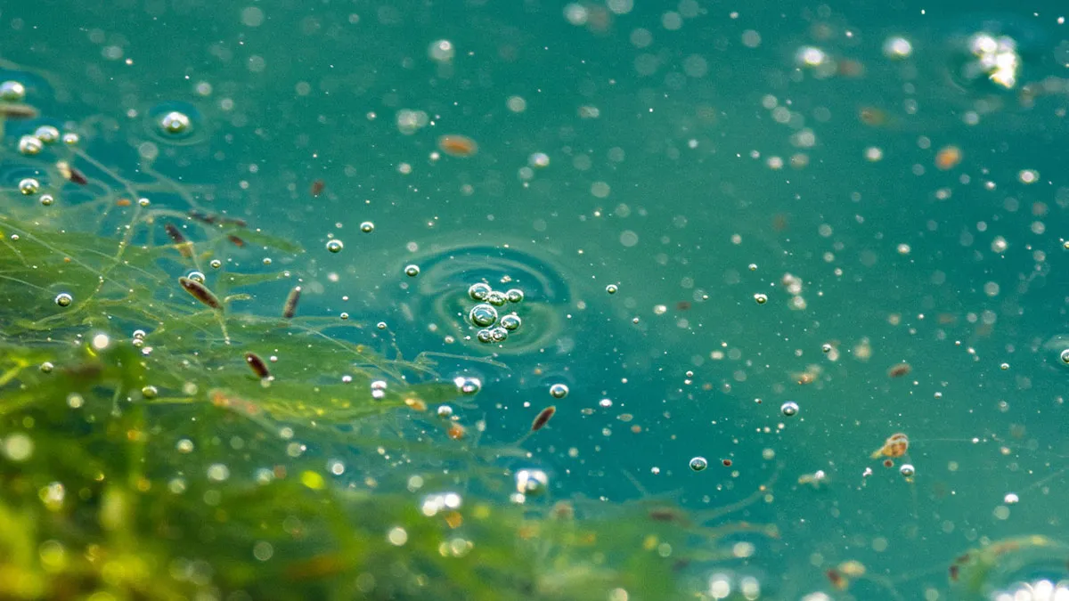 I Photograph Nature In Macro, Here's 17 Of The Best Photos