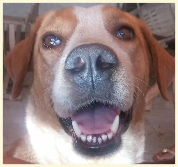 R.i.p. Nêga