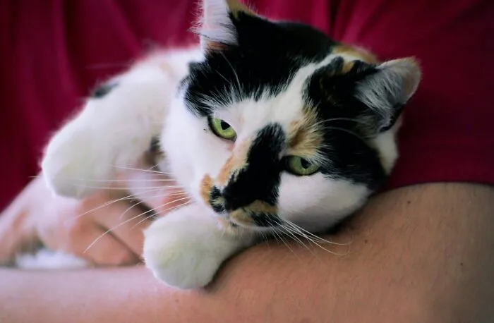 These 40 Sneaky Pets Knew Exactly What They Were Doing, And It’s Equal Parts Genius And Evil
